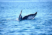 Picture 'Dr1_02_09 Whale, Dominican republic'